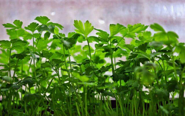 Is it possible and when to plant parsley in the fall before winter