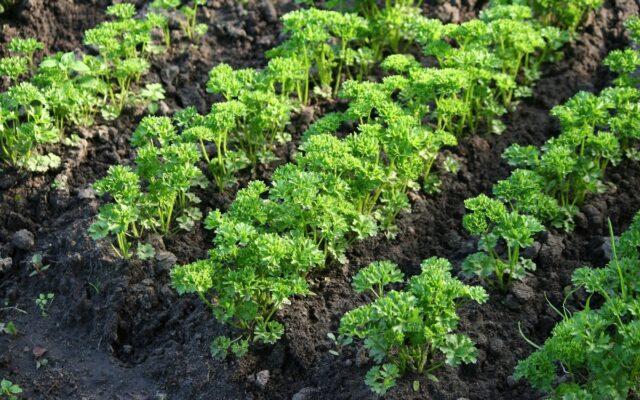 Is it possible and when to plant parsley in the fall before winter