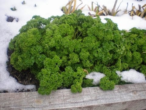 Is it possible and when to plant parsley in the fall before winter