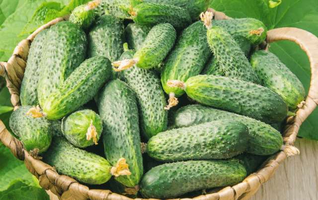 Is it possible and why to water cucumbers with ammonia