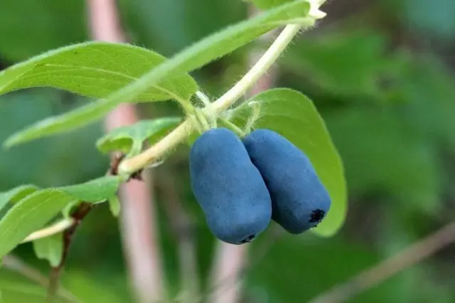 Is it possible for a nursing mother honeysuckle