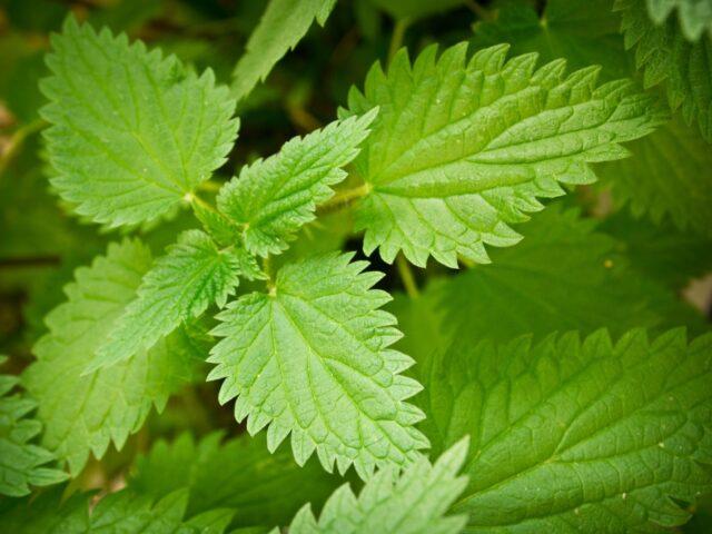 Is it possible for pregnant women to take nettles: in the early, late periods, in the second trimester