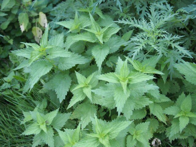 Is it possible for pregnant women to take nettles: in the early, late periods, in the second trimester