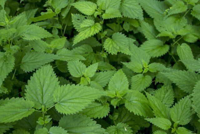 Is it possible for pregnant women to take nettles: in the early, late periods, in the second trimester