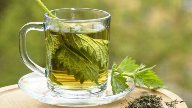 Is it possible for pregnant women to take nettles: in the early, late periods, in the second trimester