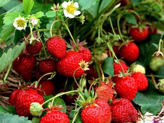 Is it possible to apply manure for strawberries: in autumn, spring, when planting