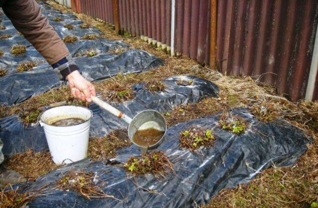 Is it possible to apply manure for strawberries: in autumn, spring, when planting