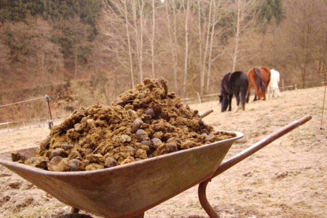 Is it possible to apply manure for strawberries: in autumn, spring, when planting