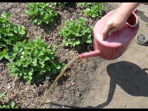 Is it possible to apply manure for strawberries: in autumn, spring, when planting