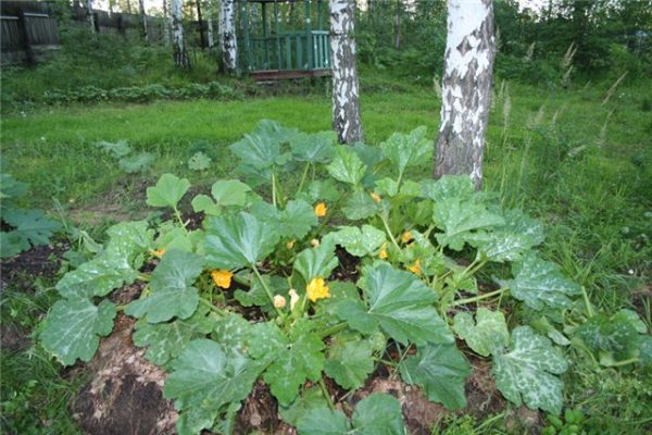 Is it possible to cut the leaves of zucchini and why do it?