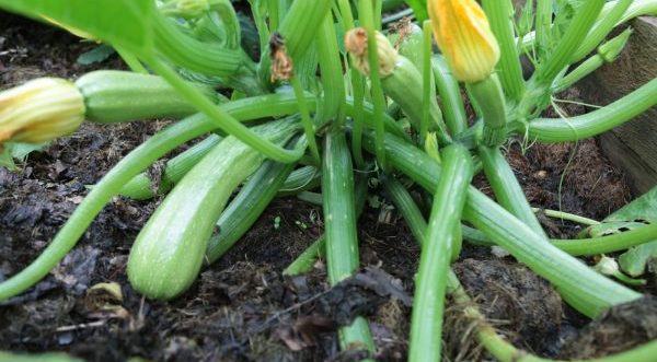 Is it possible to cut the leaves of zucchini and why do it?