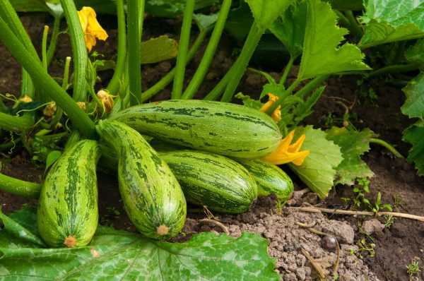 Is it possible to cut the leaves of zucchini and why do it?