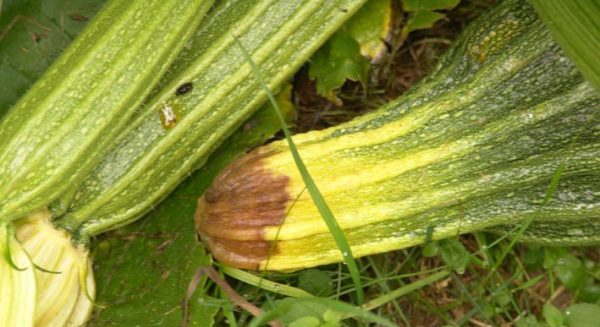 Is it possible to cut the leaves of zucchini and why do it?