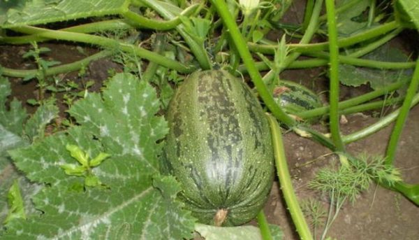 Is it possible to cut the leaves of zucchini and why do it?