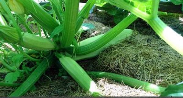 Is it possible to cut the leaves of zucchini and why do it?