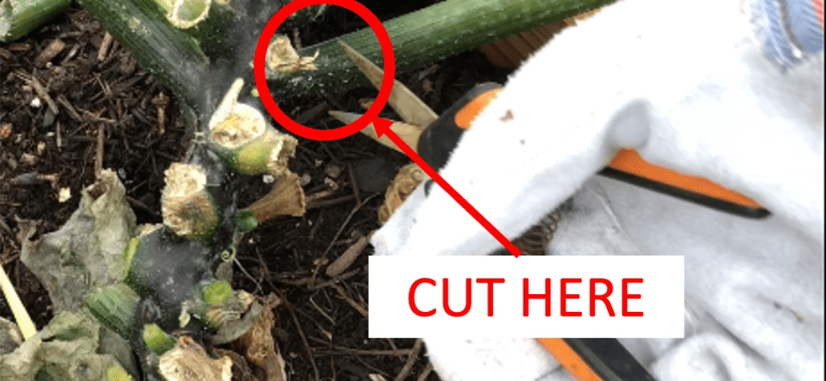 Is it possible to cut the leaves of zucchini and why do it?