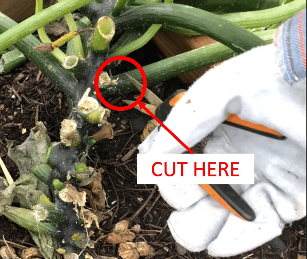 Is it possible to cut the leaves of zucchini and why do it?