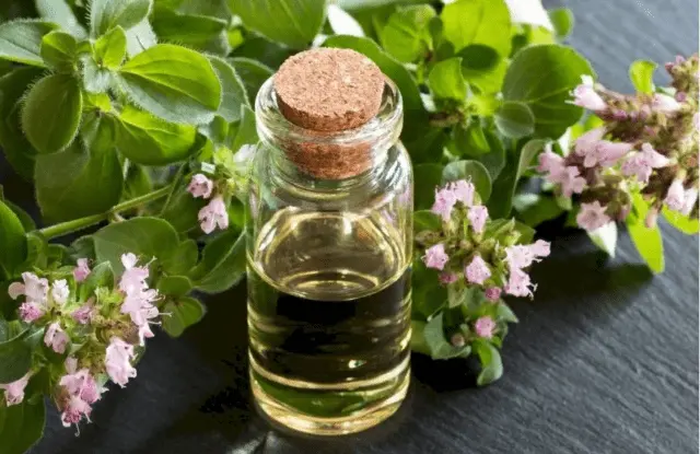 Is it possible to drink oregano (oregano) for pregnant women: in the early stages, in the 3rd trimester