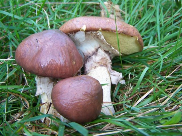 Is it possible to dry butterflies for the winter: rules for harvesting (drying) mushrooms at home