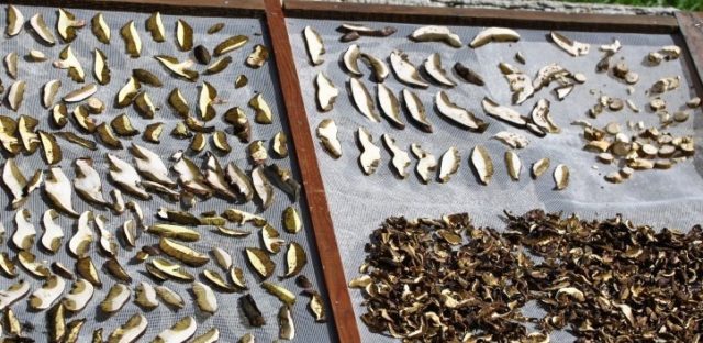 Is it possible to dry butterflies for the winter: rules for harvesting (drying) mushrooms at home