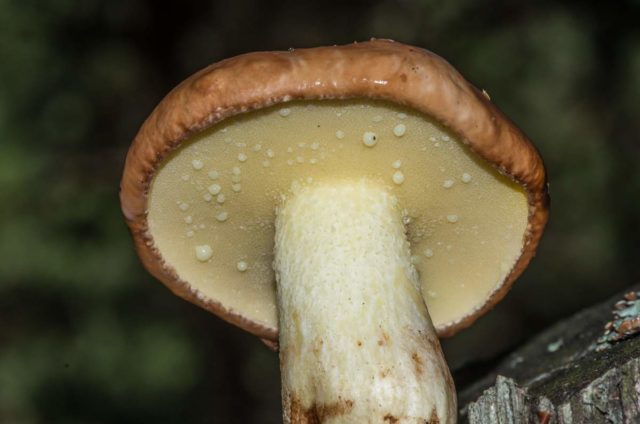 Is it possible to dry butterflies for the winter: rules for harvesting (drying) mushrooms at home