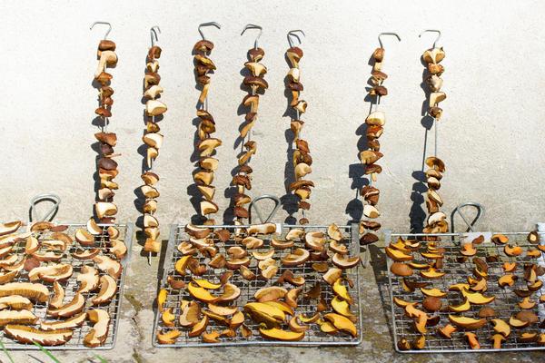 Is it possible to dry butterflies for the winter: rules for harvesting (drying) mushrooms at home