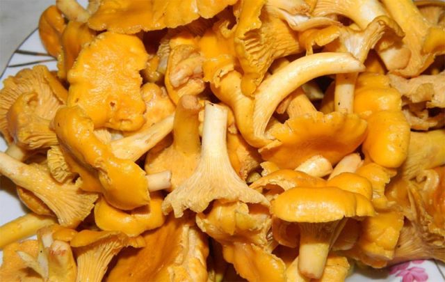 Is it possible to dry chanterelles for the winter and how to do it correctly