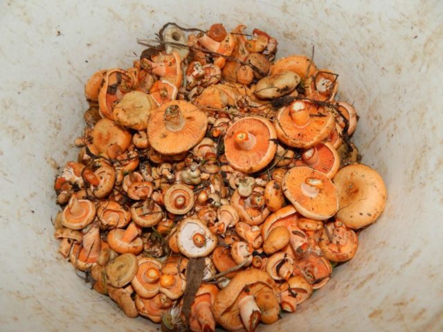 Is it possible to dry mushrooms and how to do it correctly