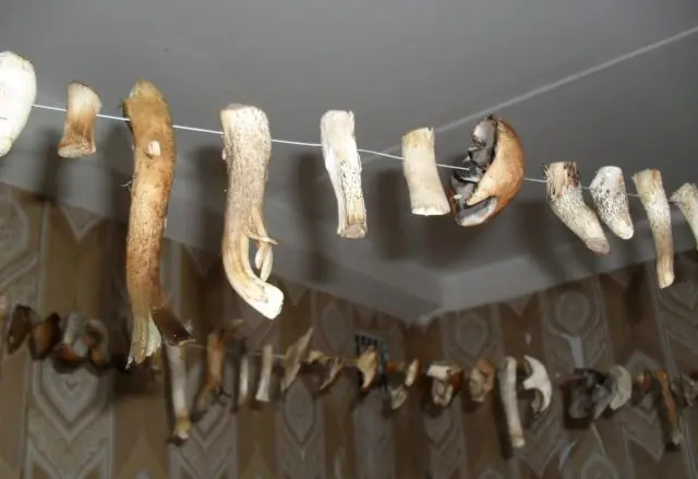 Is it possible to dry mushrooms and how to do it correctly