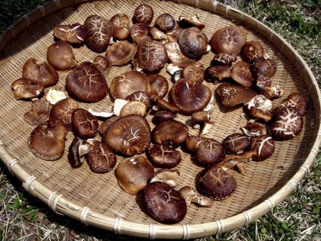 Is it possible to dry mushrooms in an electric dryer