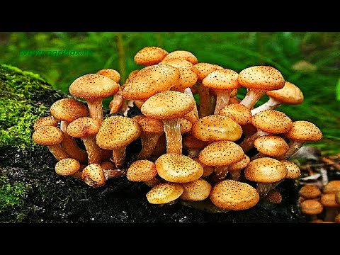 Is it possible to dry mushrooms in an electric dryer