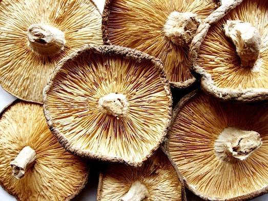 Is it possible to dry mushrooms in an electric dryer