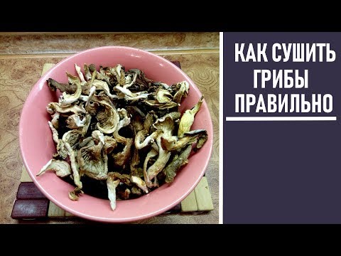 Is it possible to dry oyster mushrooms and how to cook