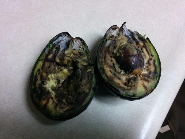 Is it possible to eat a brown avocado inside and what to do if it is bitter