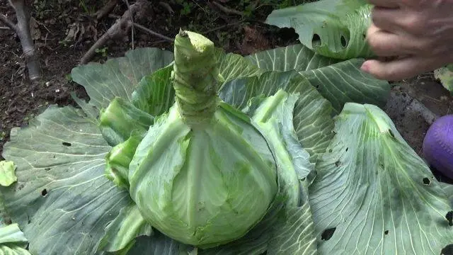 Is it possible to eat a stalk from white cabbage