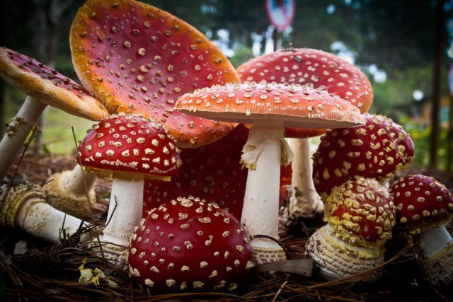 Is it possible to eat fly agaric: photo and description of edible and poisonous mushrooms