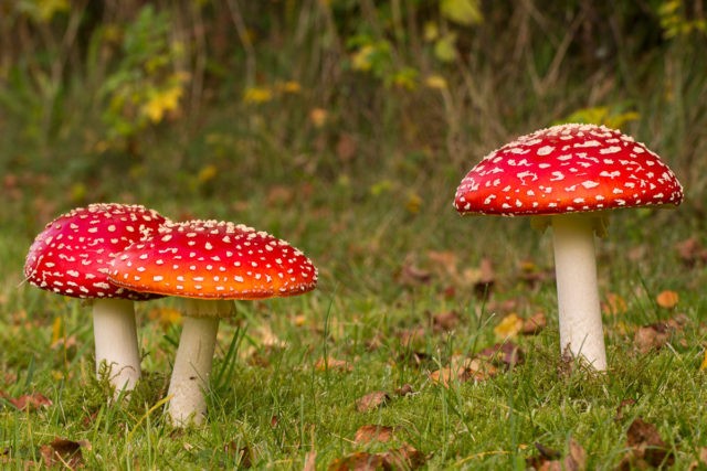 Is it possible to eat fly agaric: photo and description of edible and poisonous mushrooms