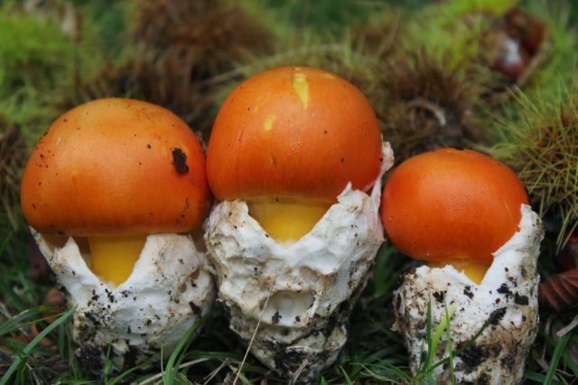 Is it possible to eat fly agaric: photo and description of edible and poisonous mushrooms