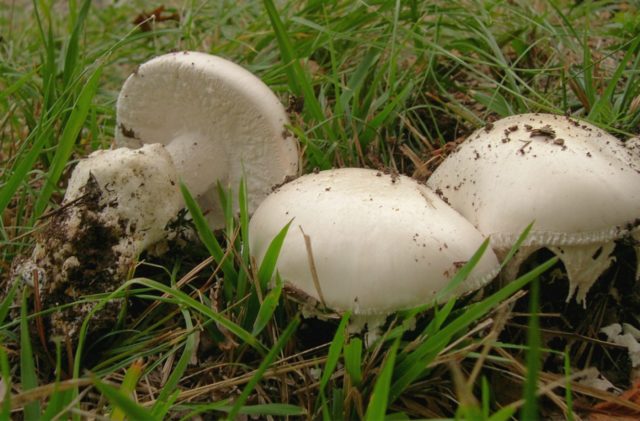 Is it possible to eat fly agaric: photo and description of edible and poisonous mushrooms