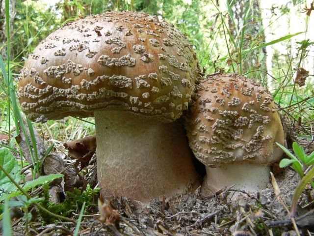 Is it possible to eat fly agaric: photo and description of edible and poisonous mushrooms