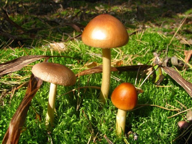 Is it possible to eat fly agaric: photo and description of edible and poisonous mushrooms