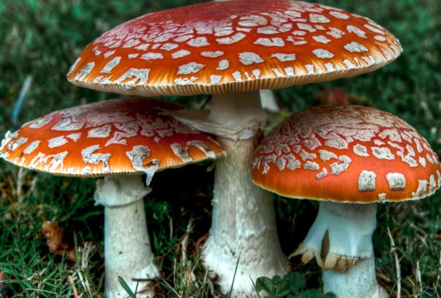 Is it possible to eat fly agaric: photo and description of edible and poisonous mushrooms