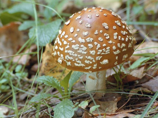 Is it possible to eat fly agaric: photo and description of edible and poisonous mushrooms