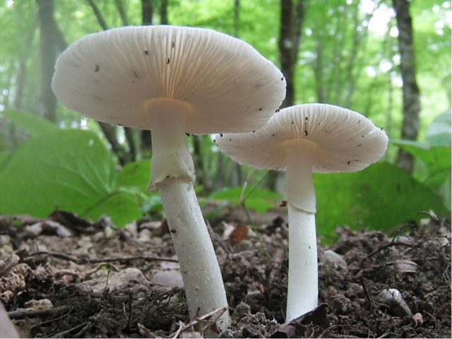 Is it possible to eat fly agaric: photo and description of edible and poisonous mushrooms