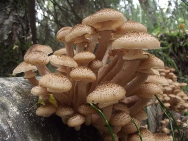 Is it possible to eat overgrown mushrooms and what to cook from them