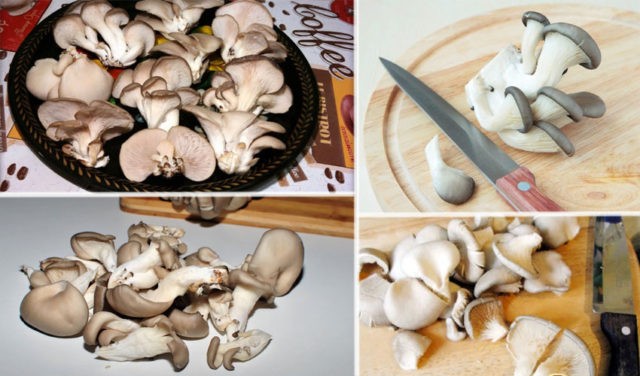 Is it possible to eat oyster mushrooms raw