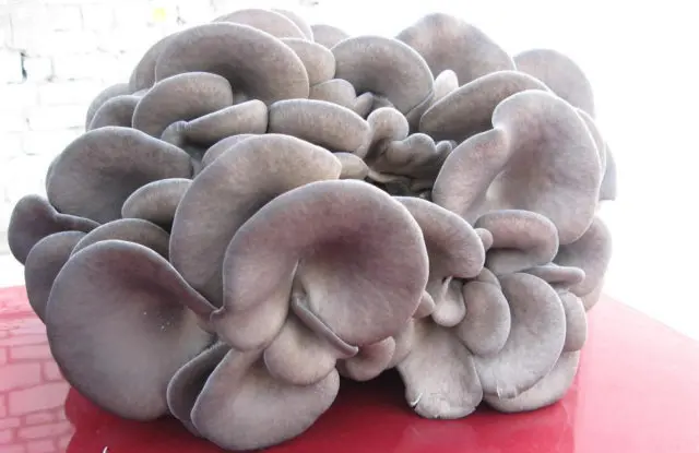 Is it possible to eat oyster mushrooms raw