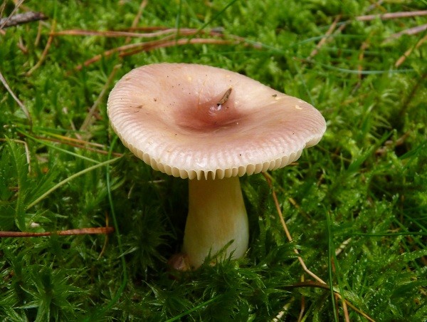 Is it possible to eat russula raw and why are they called that?