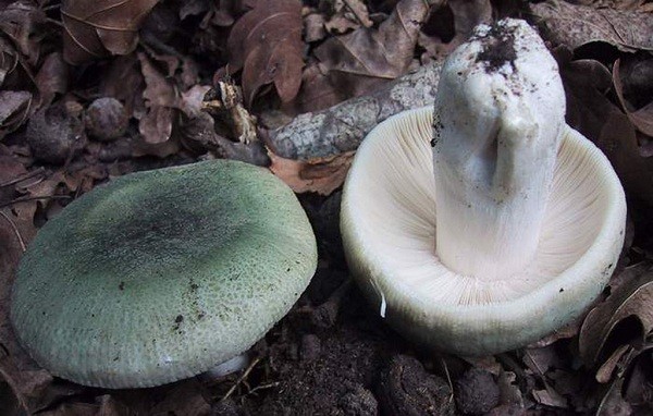 Is it possible to eat russula raw and why are they called that?