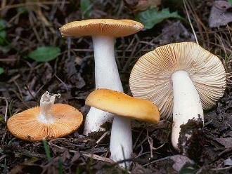 Is it possible to eat russula raw and why are they called that?